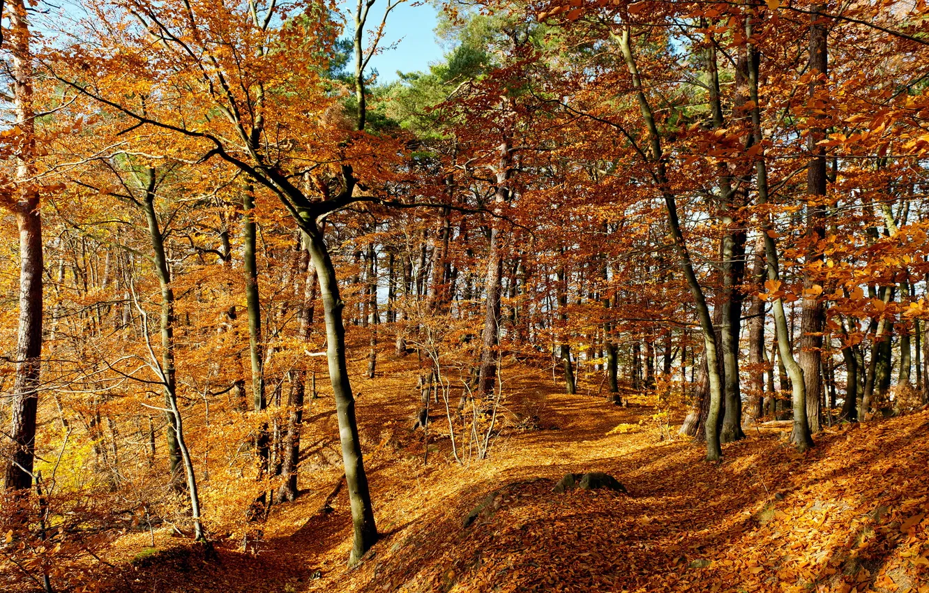 Photo wallpaper autumn, forest, leaves
