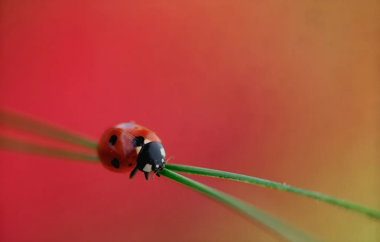 Photo wallpaper grass, plant, ladybug, insect