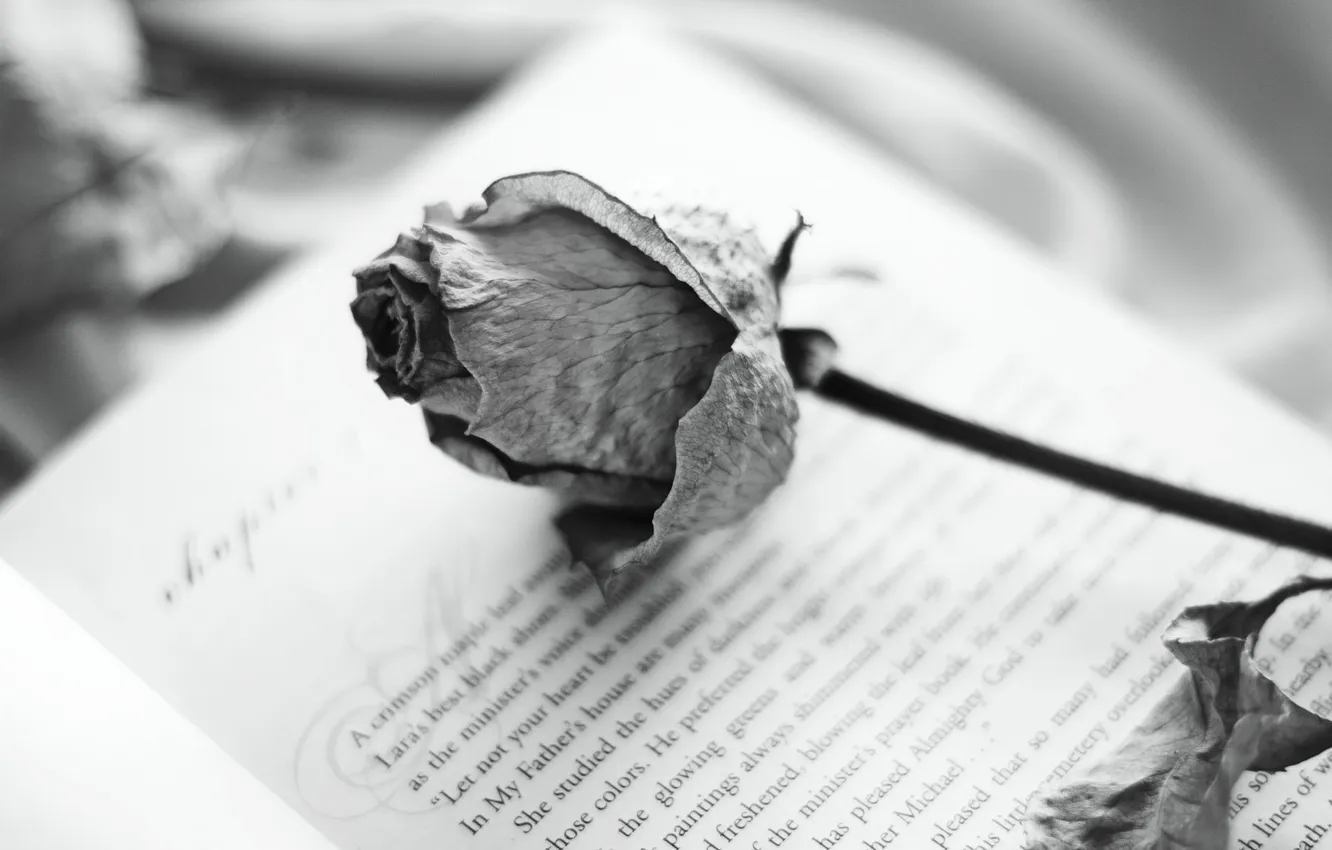 Photo wallpaper background, roses, book