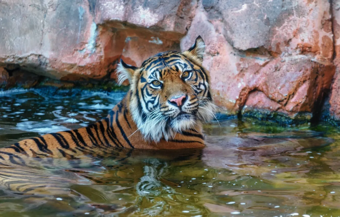 Photo wallpaper face, tiger, predator, bathing, wild cat