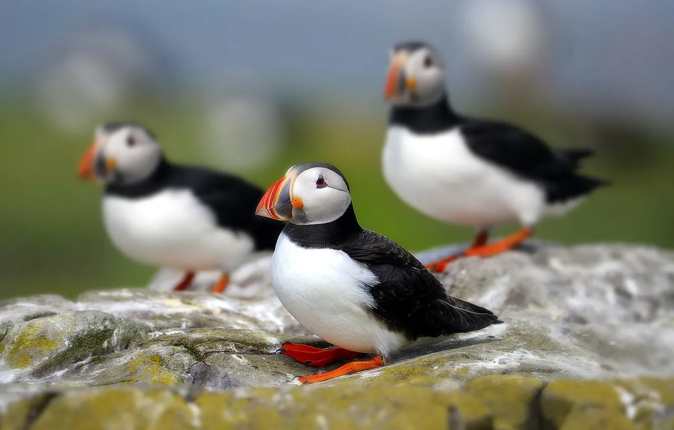 Photo wallpaper nature, bird, stalled