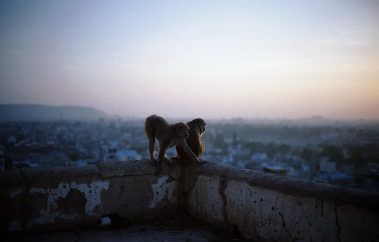 Photo wallpaper landscape, the city, animal, dawn, monkey, animals