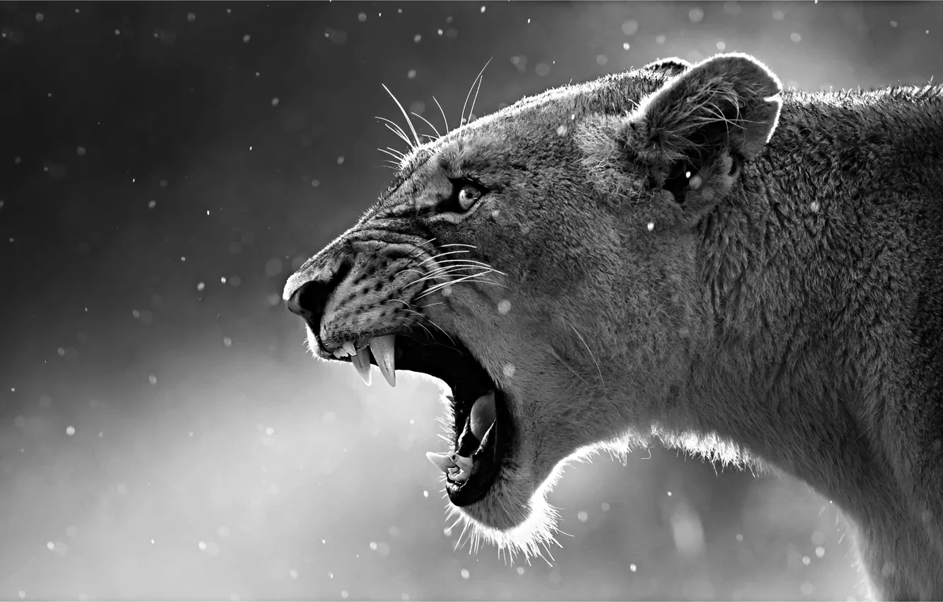 Photo wallpaper animal, black and white, Steam, lioness, cold, mouth, catch, howling