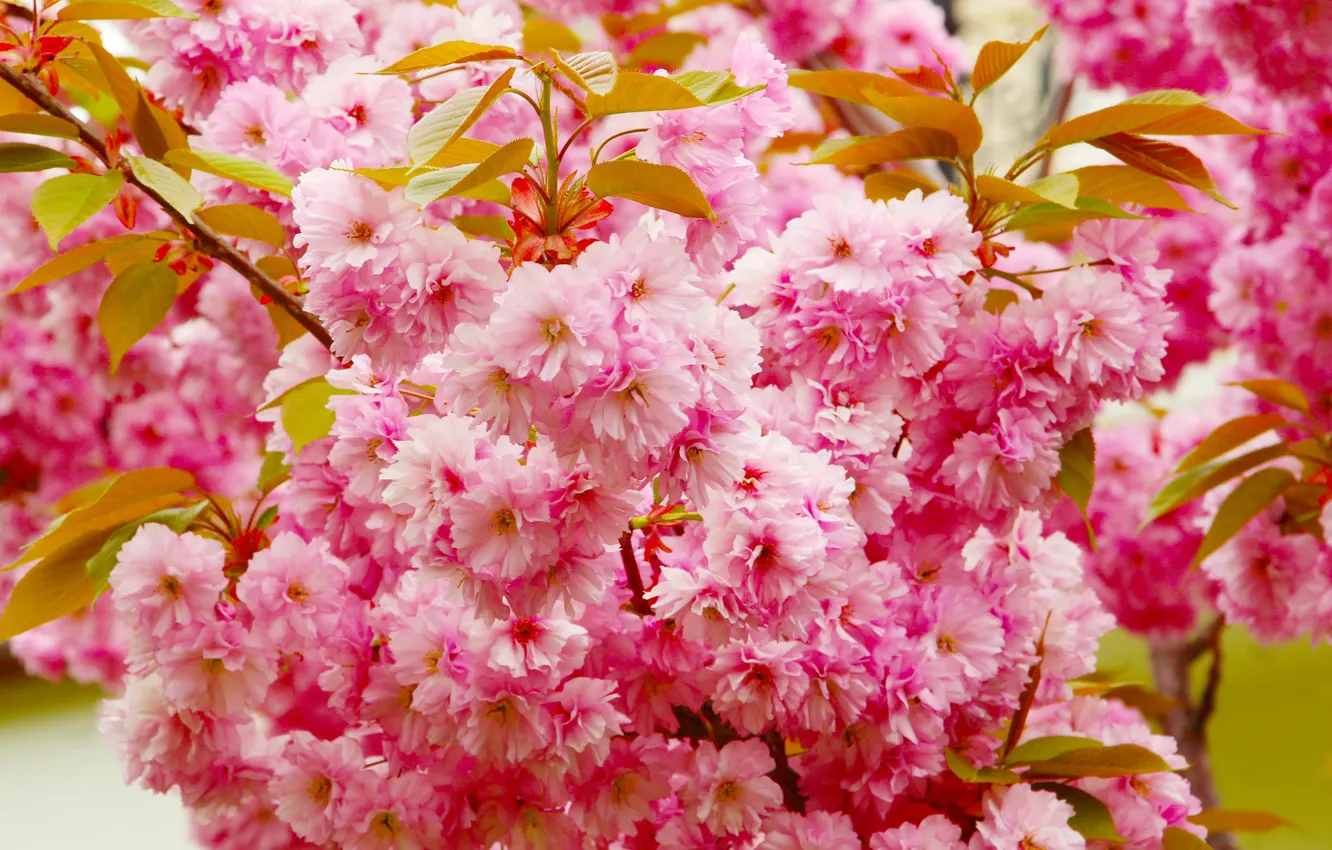 Photo wallpaper flower, pink, spring, twig, blooming