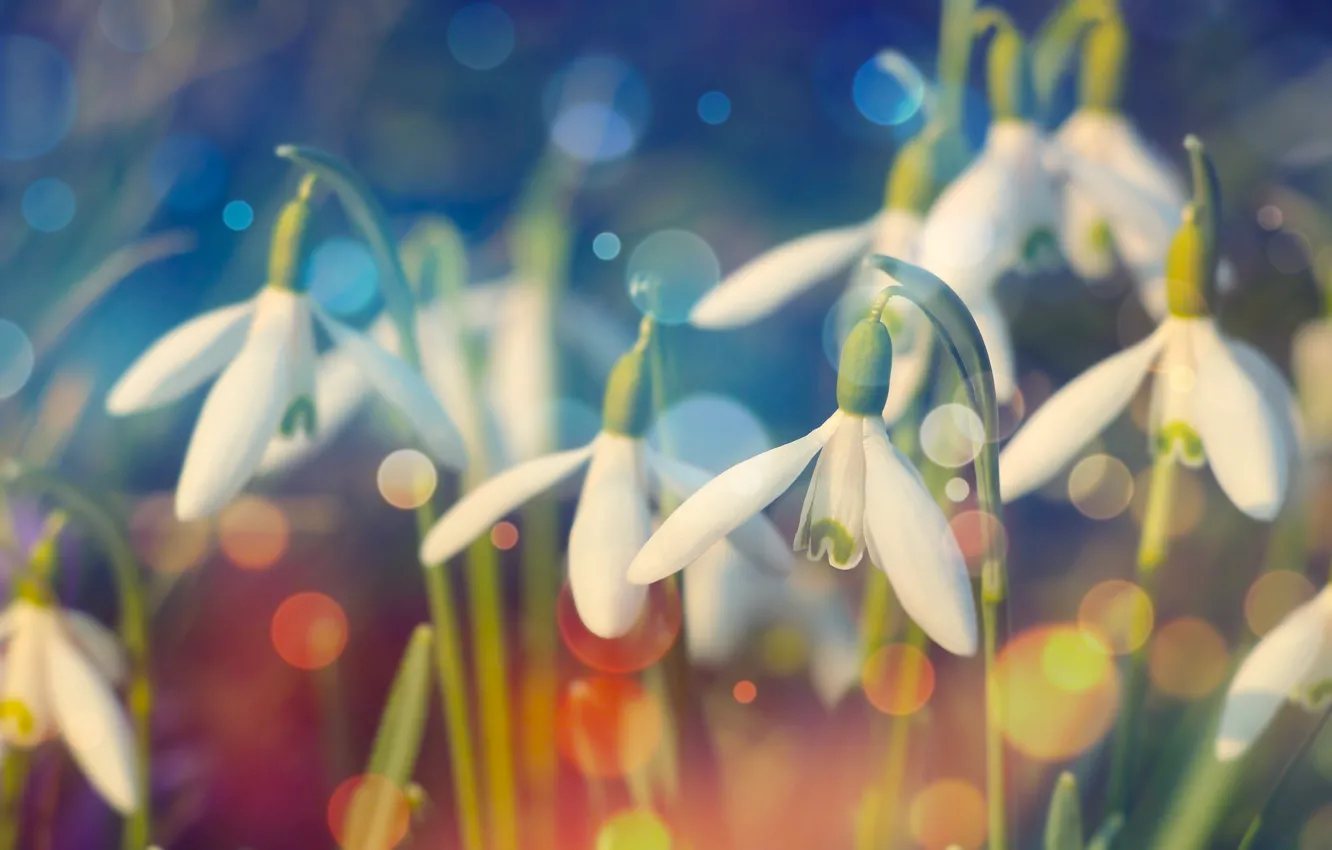 Photo wallpaper white, flower, spring, snowdrops