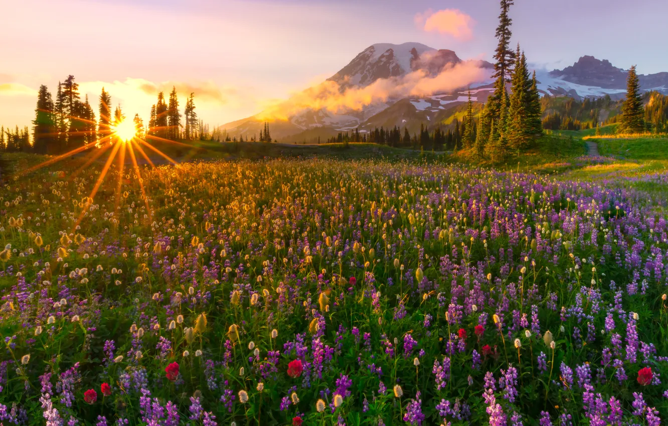 Photo wallpaper the sun, rays, flowers, mountains, glade, the evening, ate