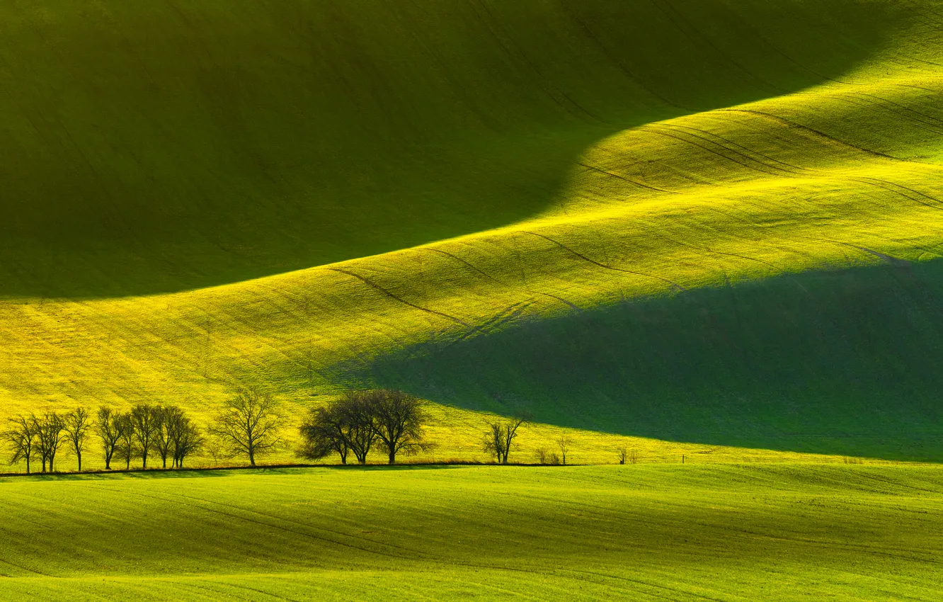 Photo wallpaper green, grass, trees, slope