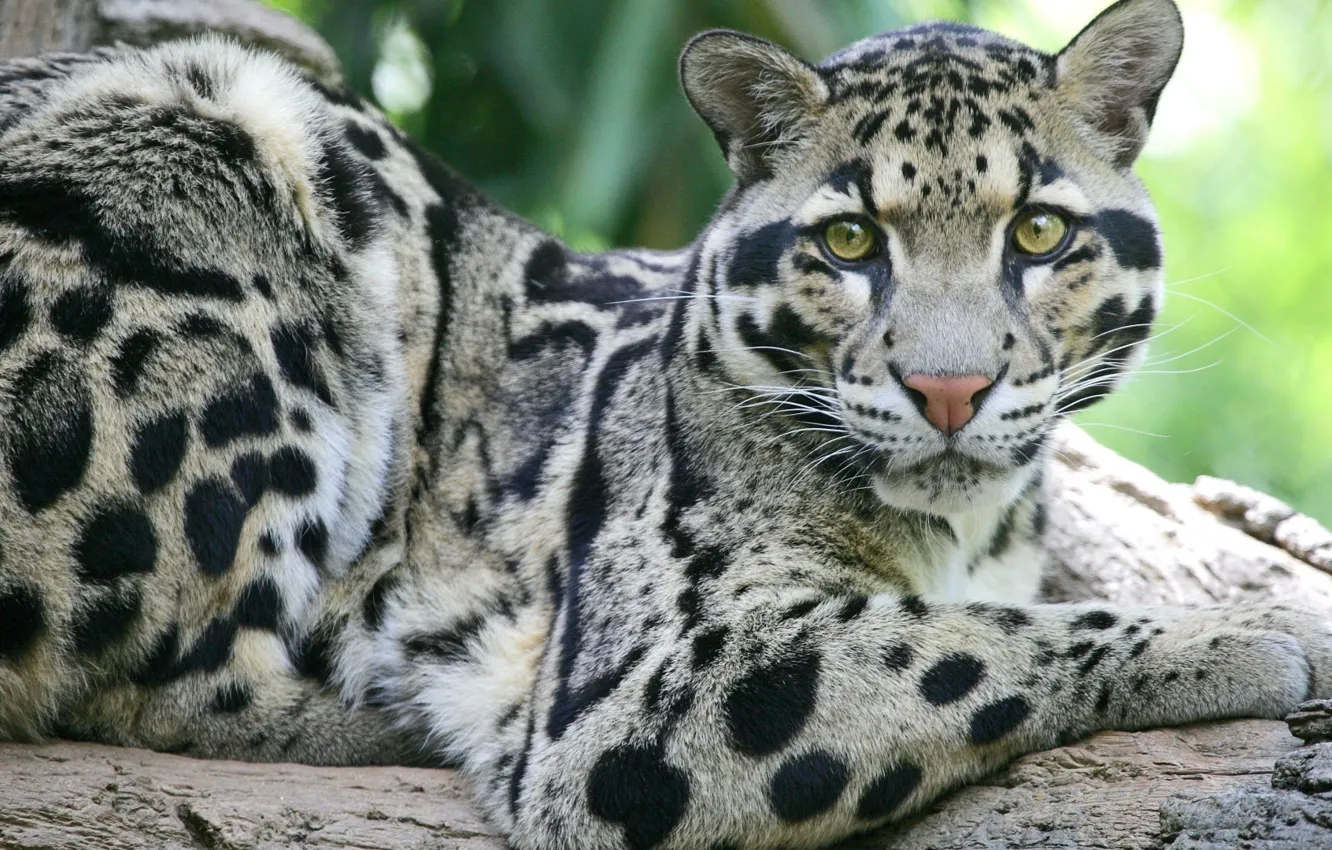 Photo wallpaper cat, eyes, face, spot