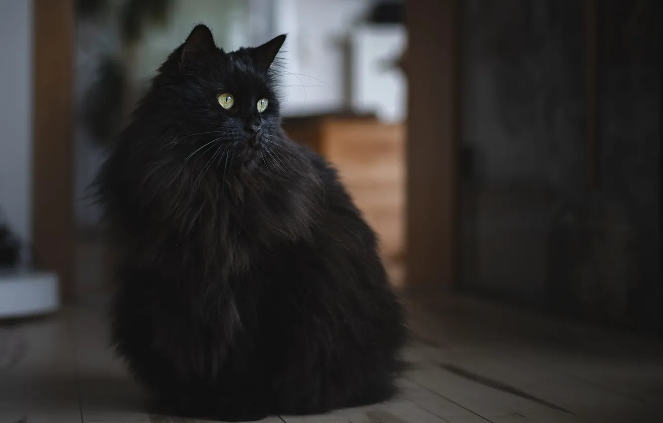 Photo wallpaper cat, cat, look, face, room, black, fluffy, sitting