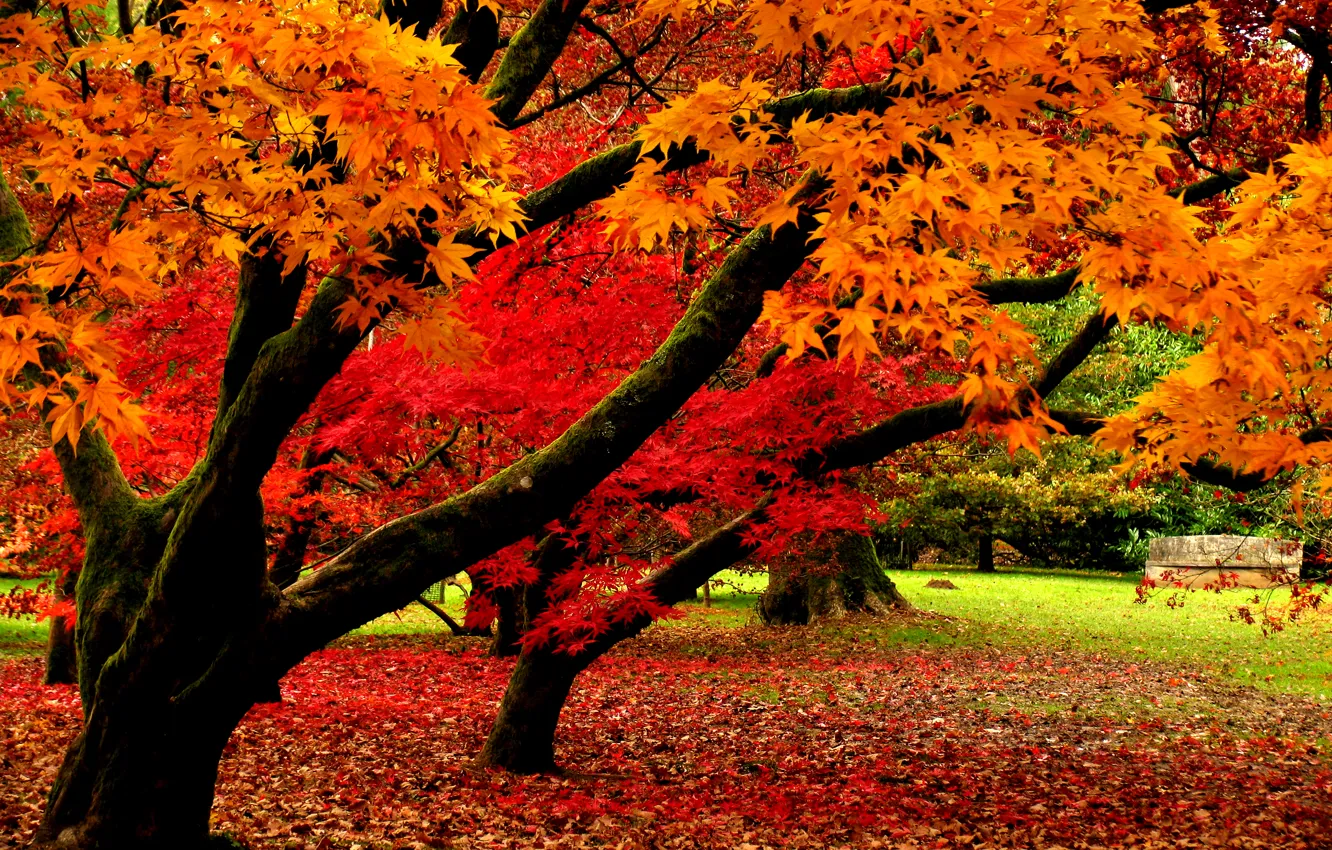 Photo wallpaper autumn, leaves, trees, nature, Park, falling leaves, trees, nature