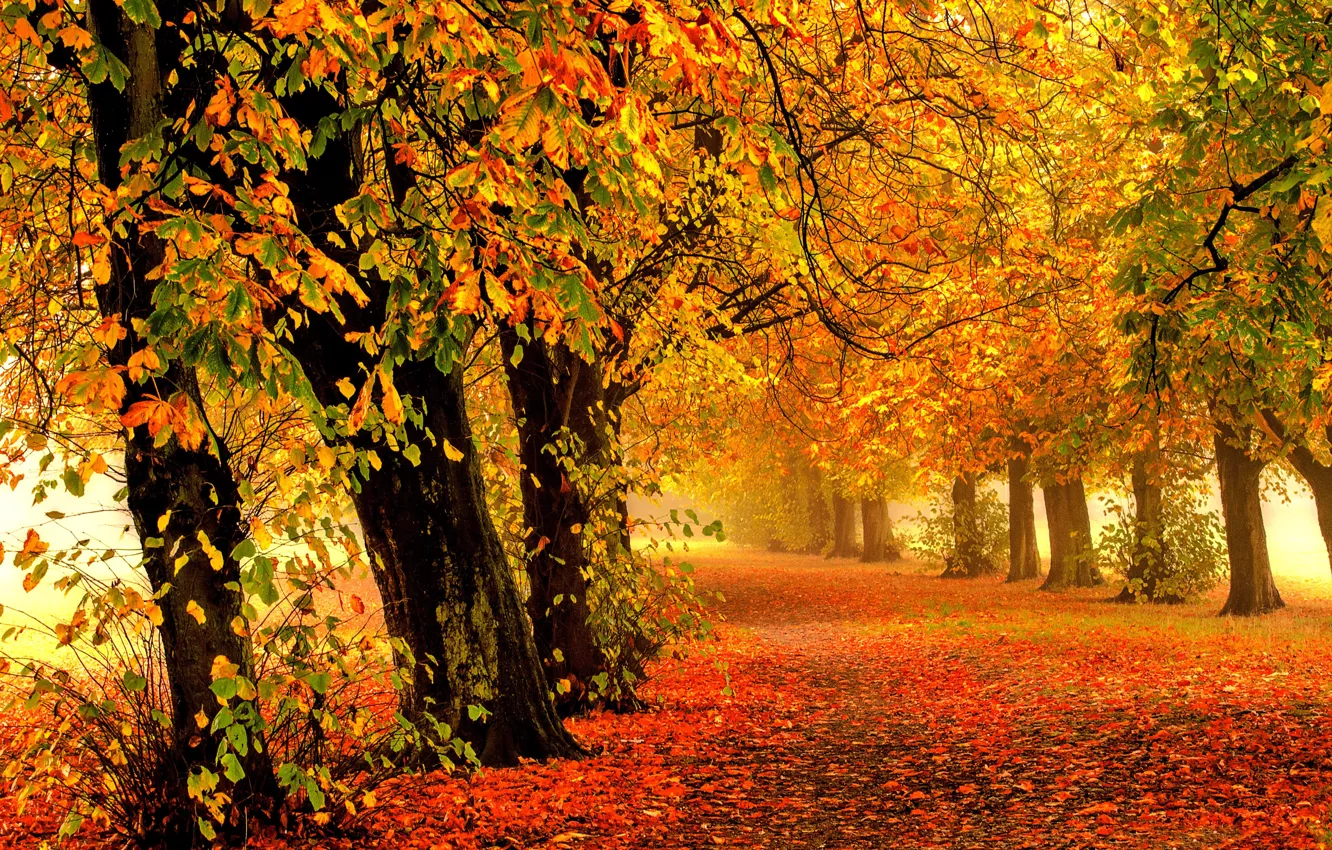 Photo wallpaper road, autumn, forest, leaves, trees, nature, Park, colors