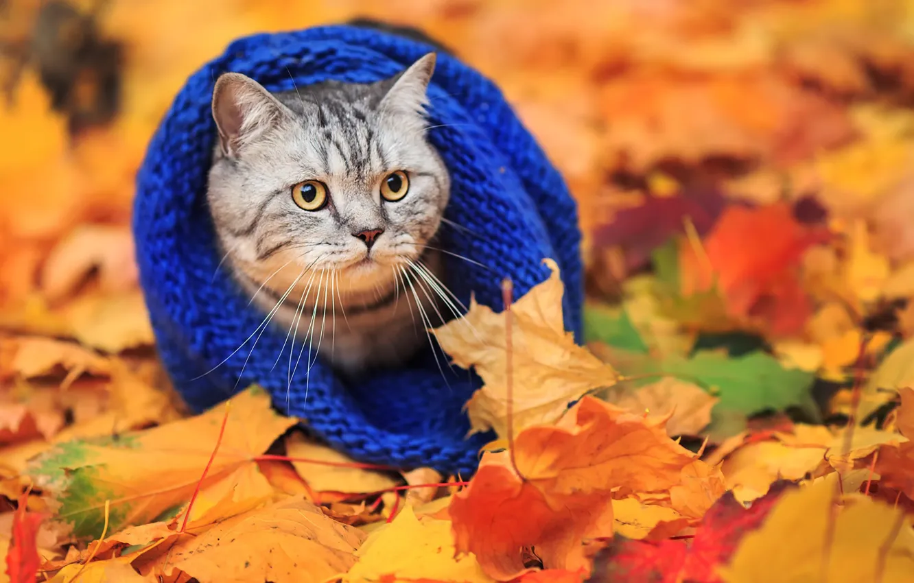 Photo wallpaper autumn, cat, scarf