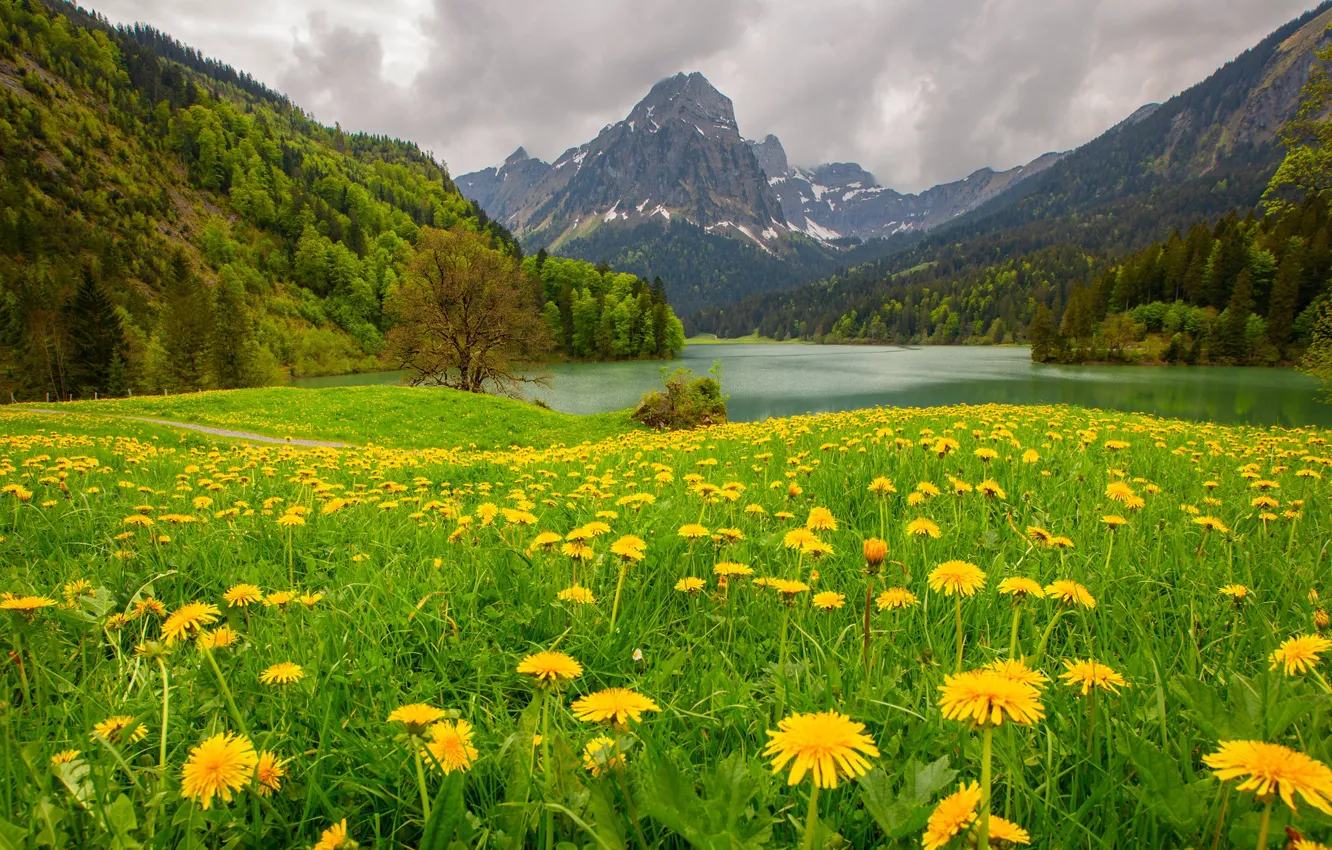 Photo wallpaper forest, flowers, mountains, lake, dandelion, meadow