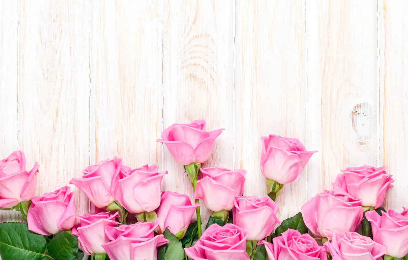 Photo wallpaper roses, pink, flowers, roses