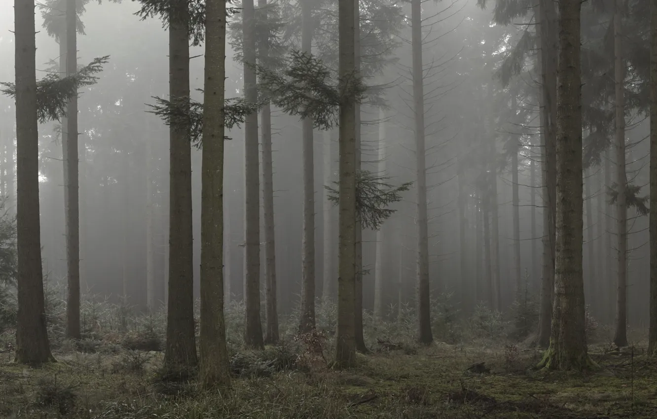 Photo wallpaper forest, trees, nature, fog