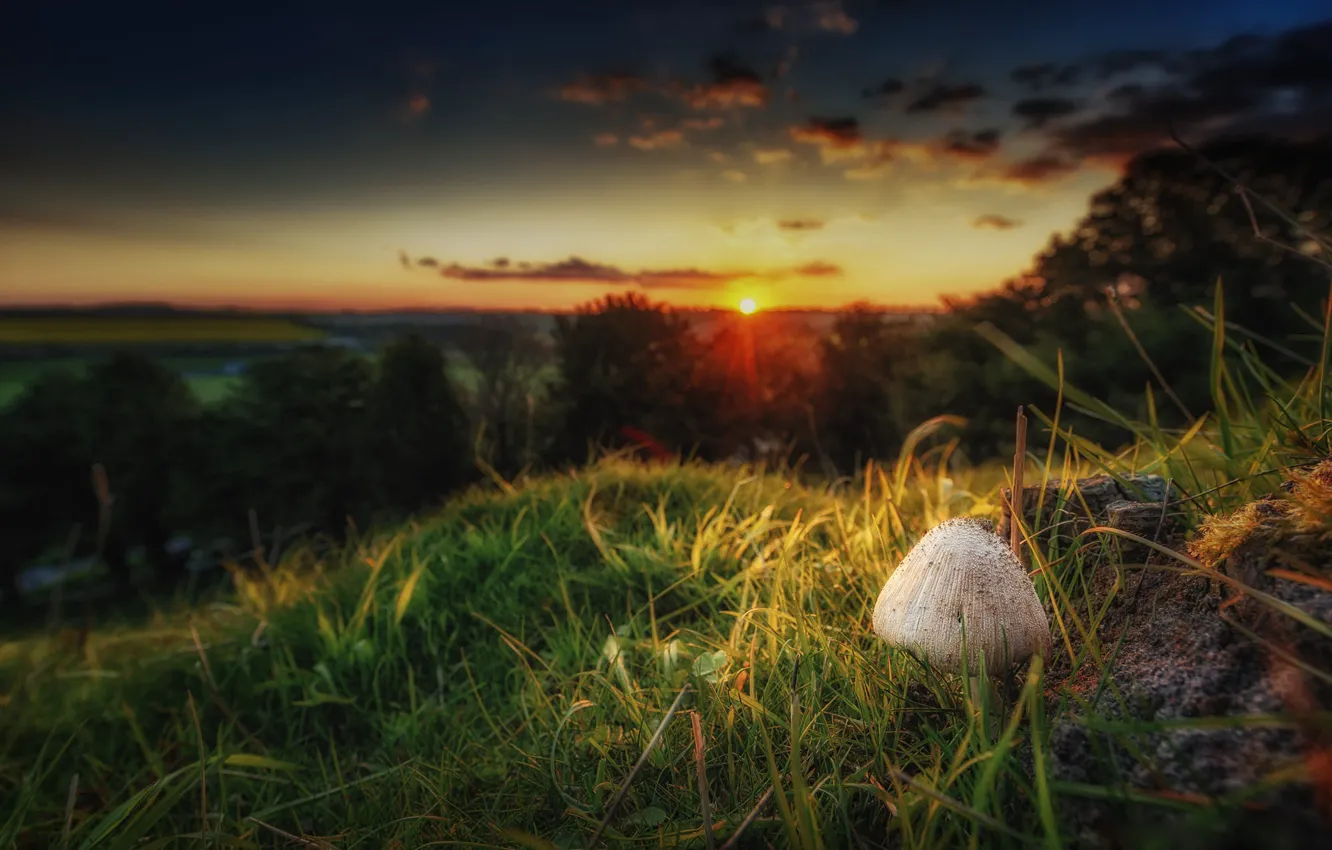 Photo wallpaper landscape, sunset, nature, mushrooms
