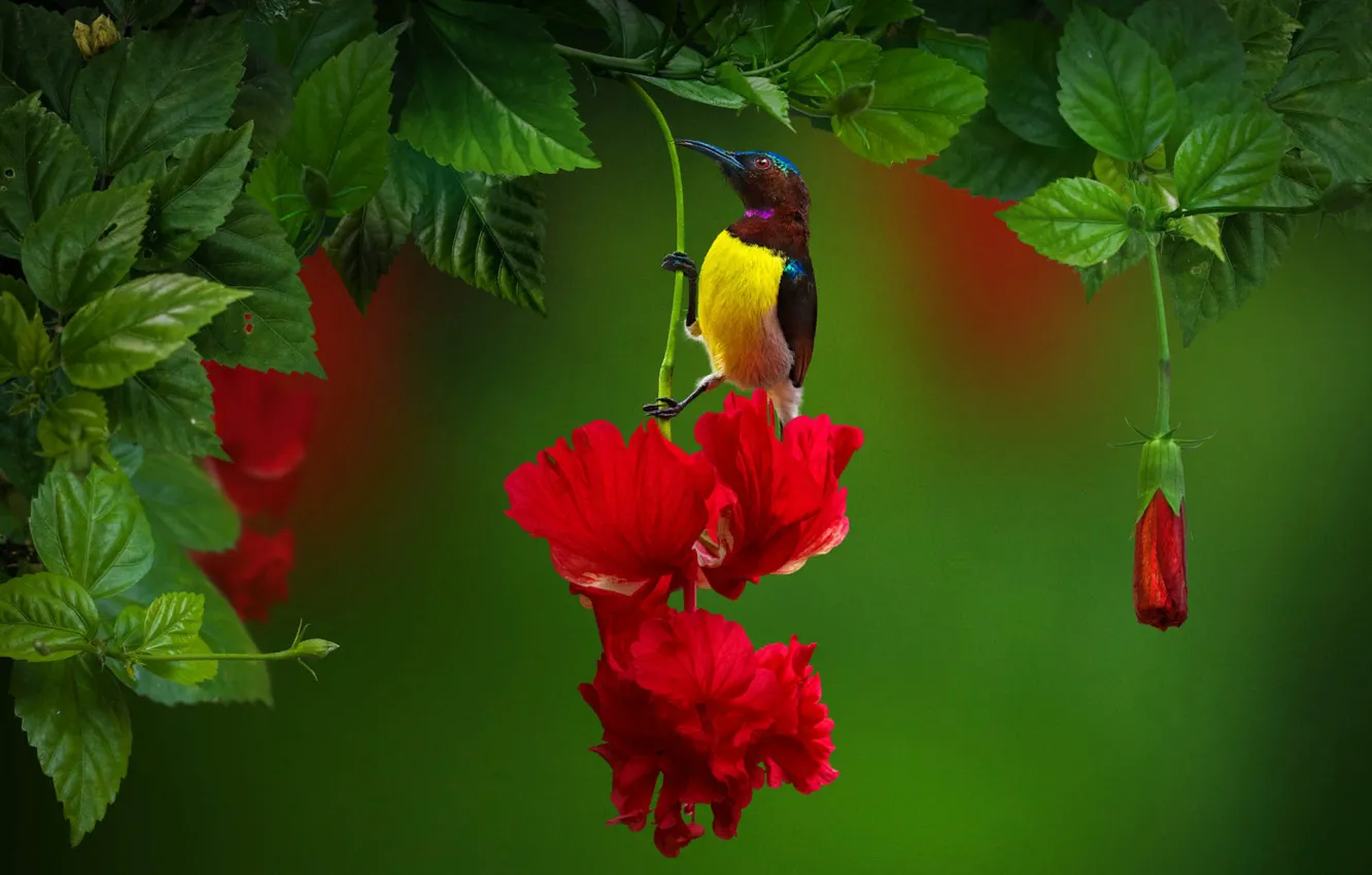 Photo wallpaper leaves, flowers, branches, nature, tropics, bird
