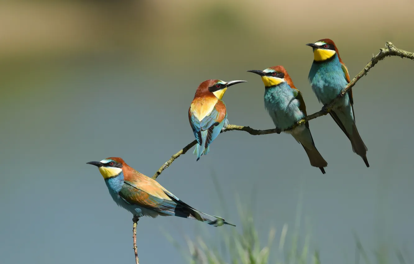 Photo wallpaper branches, background, bird, company, flock, Quartet, four, Golden bee-eater