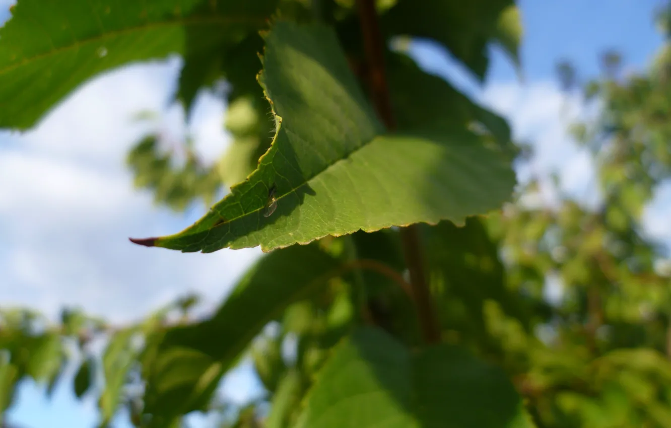 Photo wallpaper autumn, the sky, leaves, macro, cherry, garden, Belarus