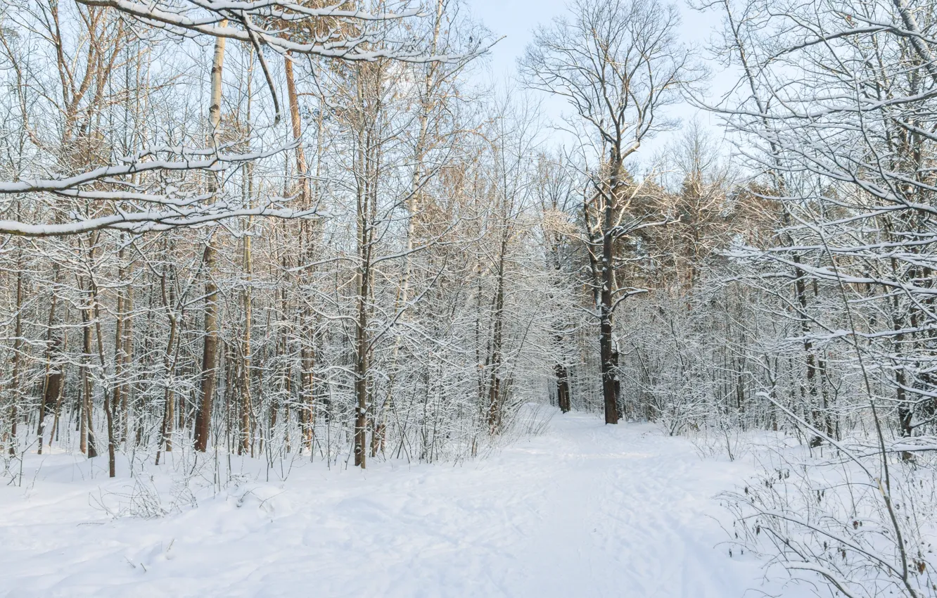 Photo wallpaper winter, forest, snow, Park, the evening, Sunny, December, winter forest