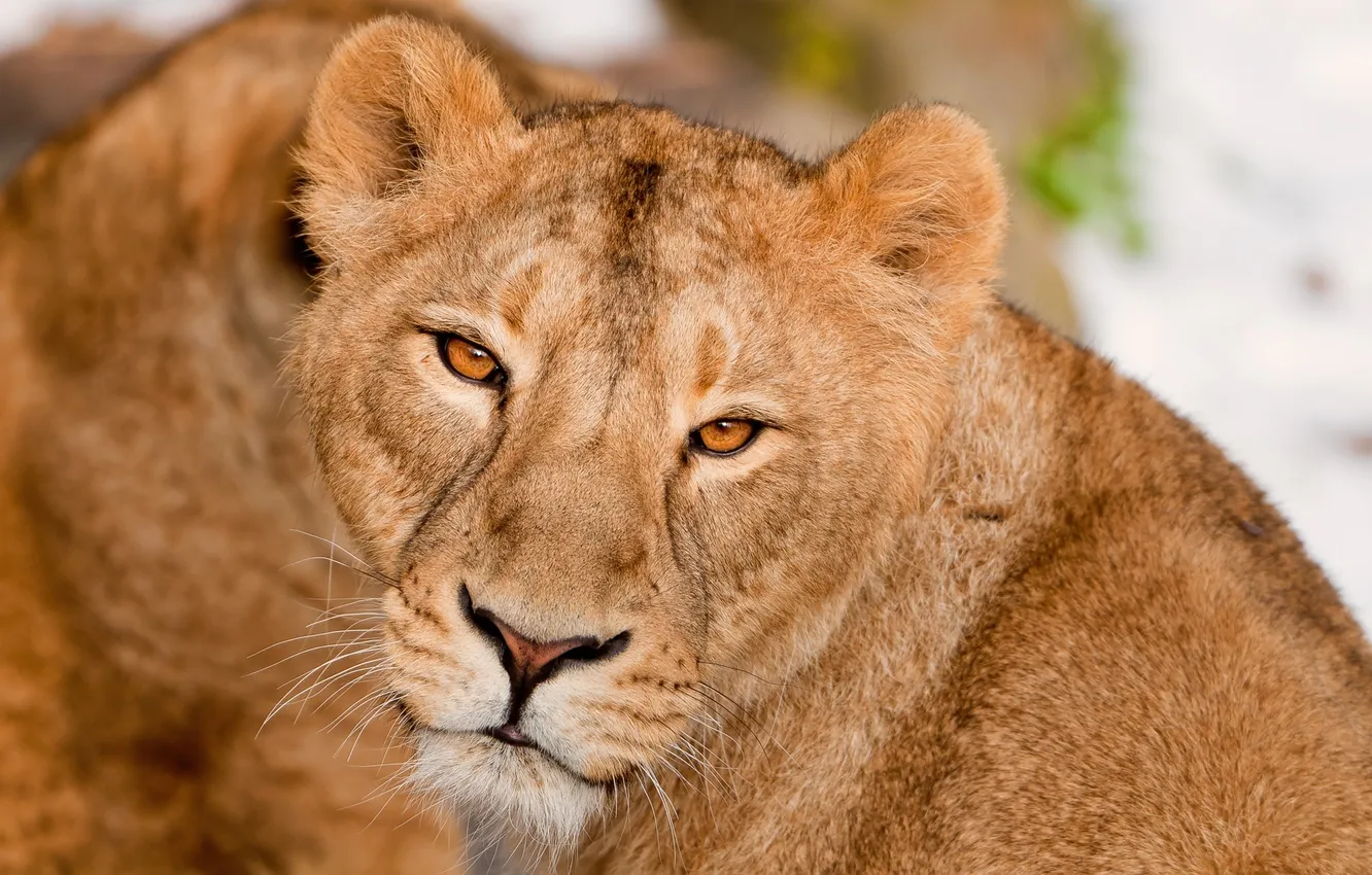 Photo wallpaper look, face, Leo, lioness, big cat
