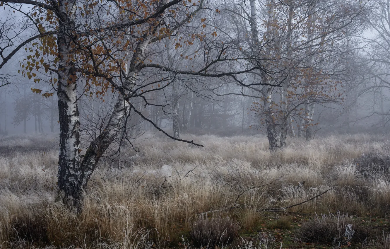 Photo wallpaper autumn, fog, birch