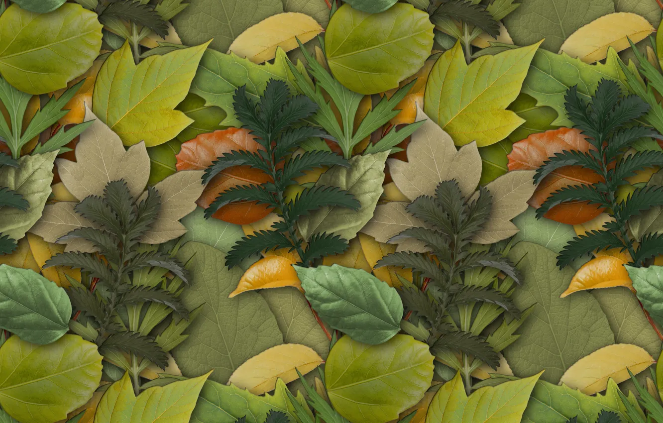 Photo wallpaper leaves, background, texture, herbarium