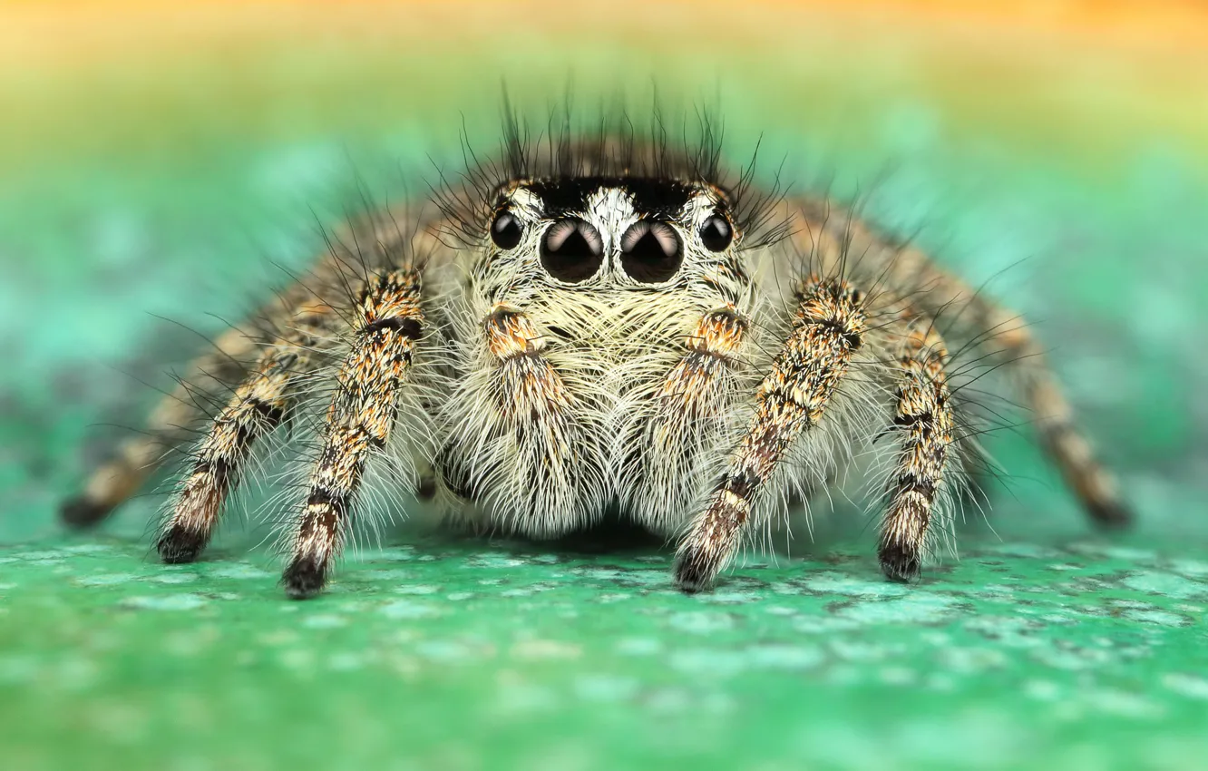 Photo wallpaper eyes, macro, pose, green, background, legs, spider, hairy