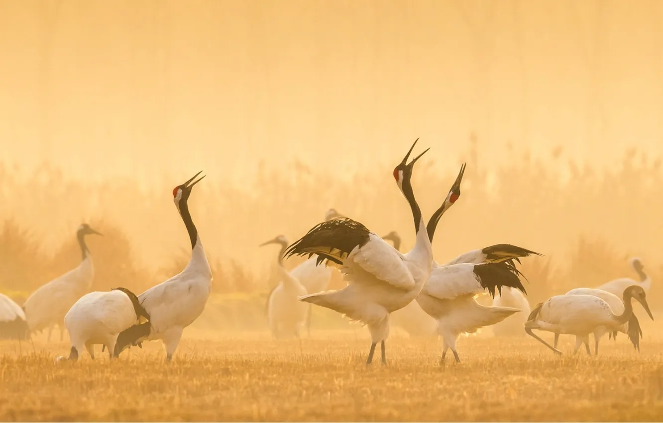 Photo wallpaper dance, Japan, Japan, cranes