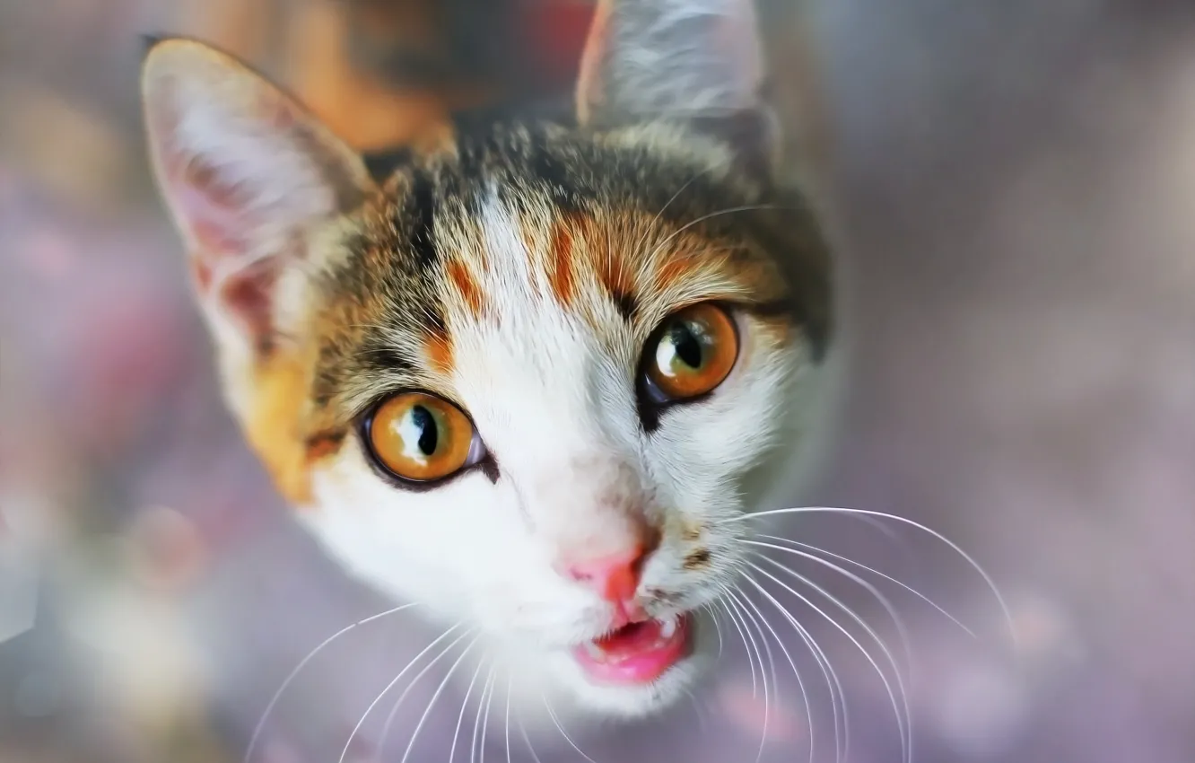 Photo wallpaper cat, background, face