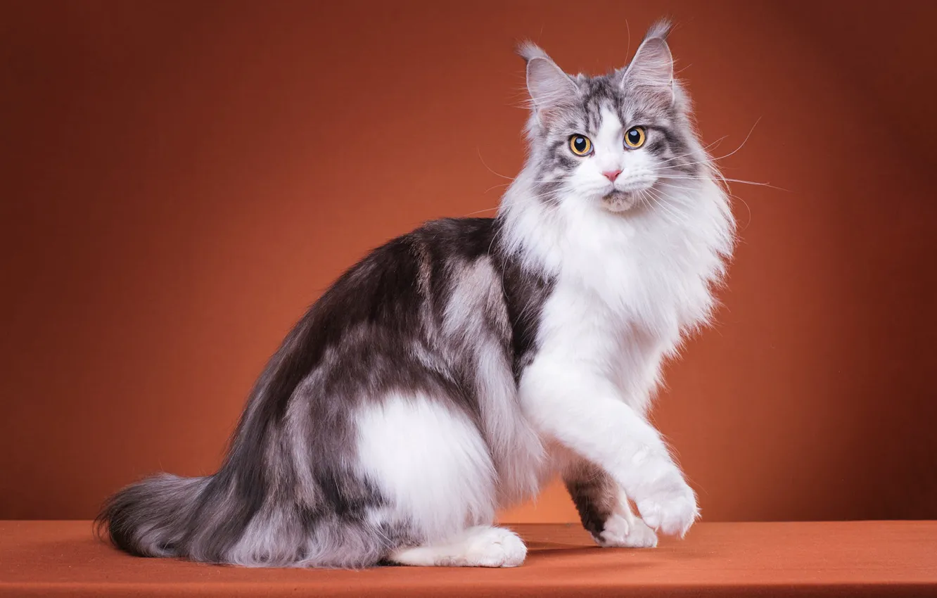 Photo wallpaper cat, cat, look, pose, cat, legs, fluffy, muzzle