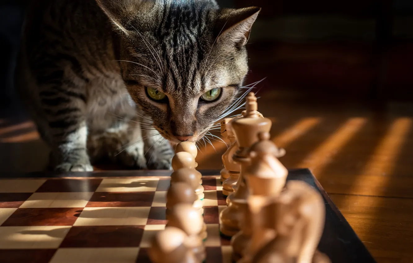 Photo wallpaper cat, cat, chess, muzzle, cat
