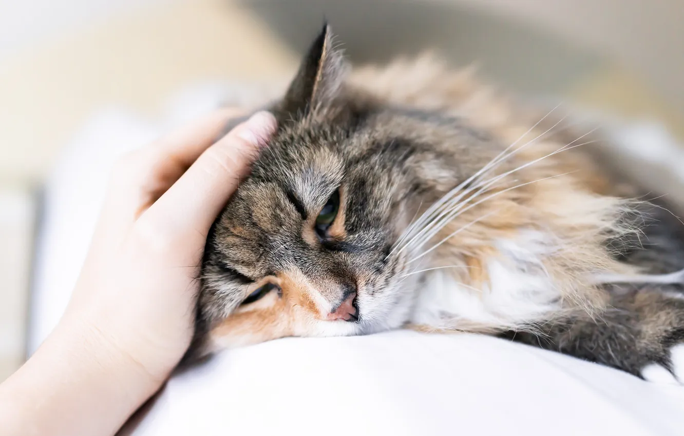 Photo wallpaper sadness, cat, cat, pose, hand, lies, weasel, grey