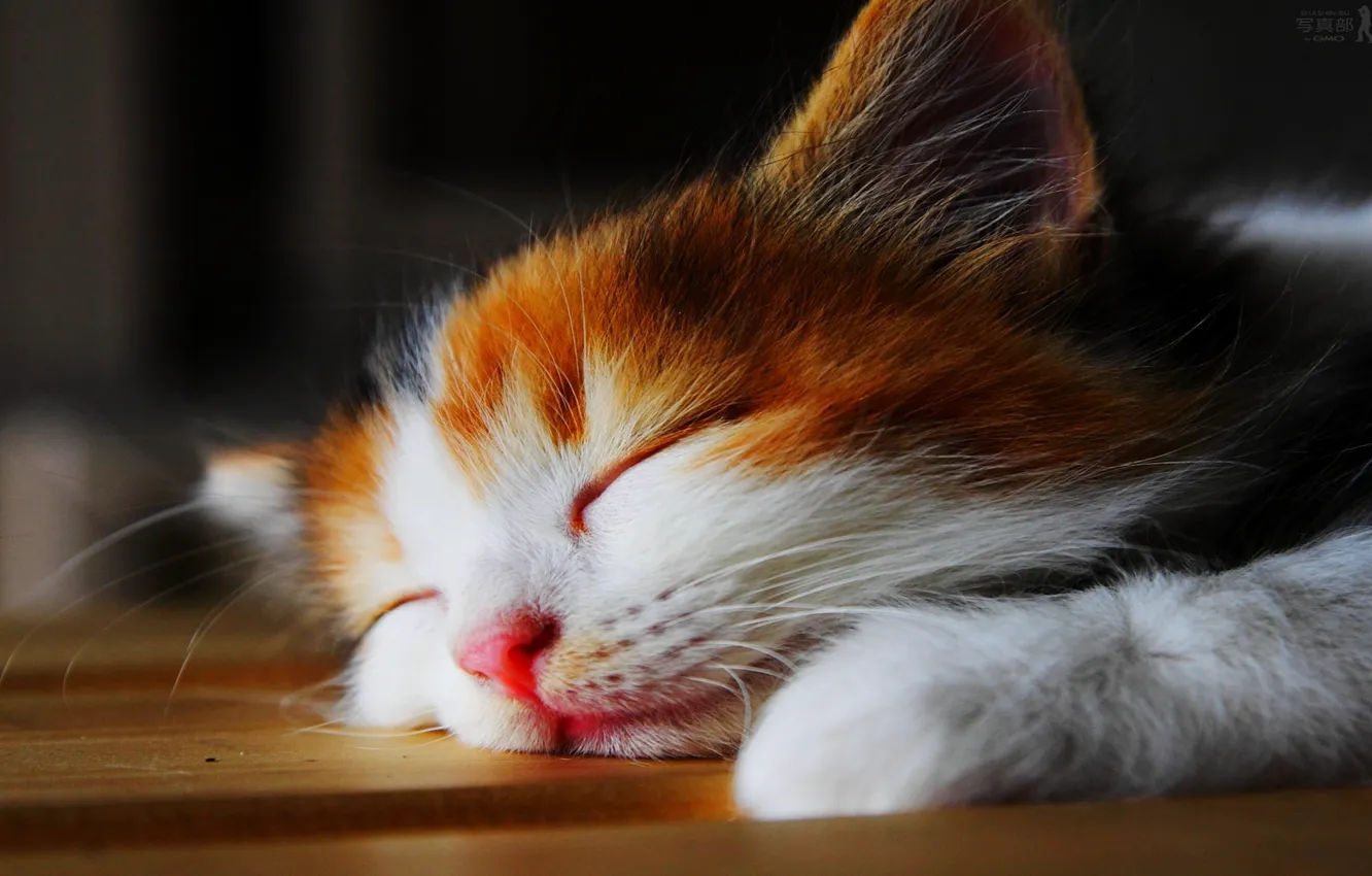 Photo wallpaper sleeping, lies, kitty
