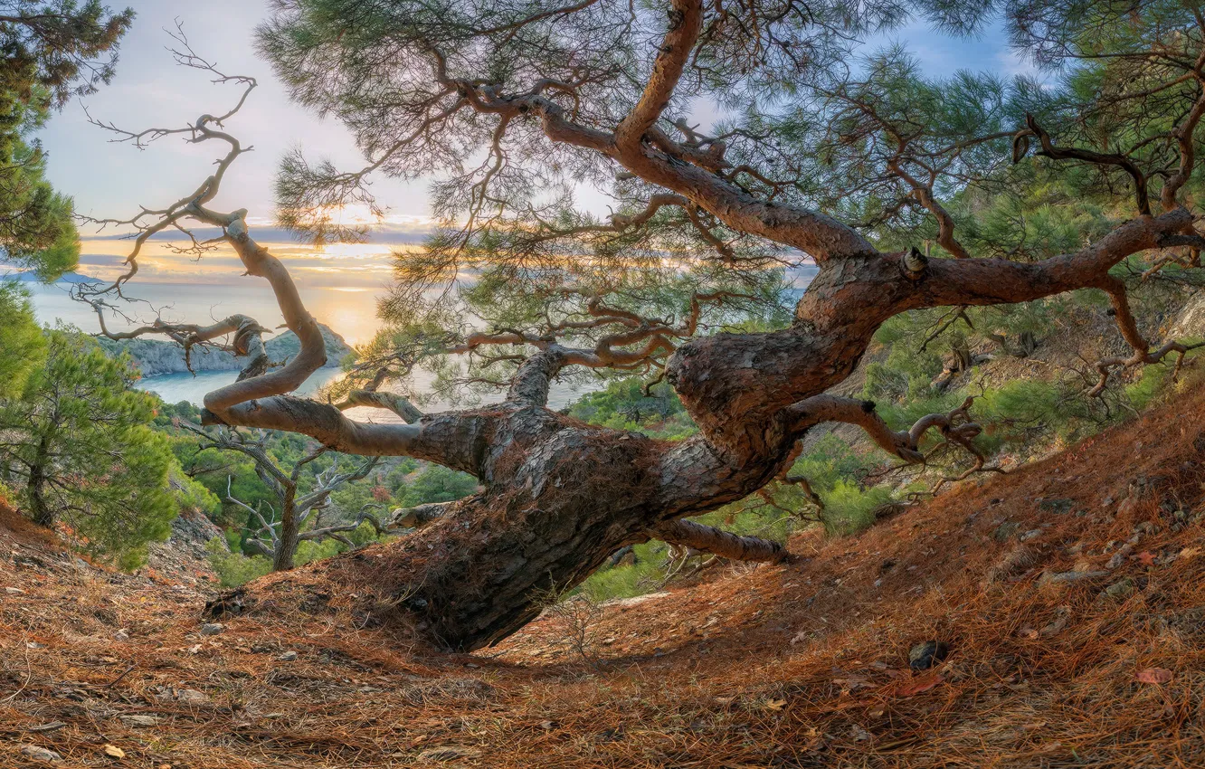 Photo wallpaper sea, trees, landscape, sunset, mountains, nature, pine, Crimea