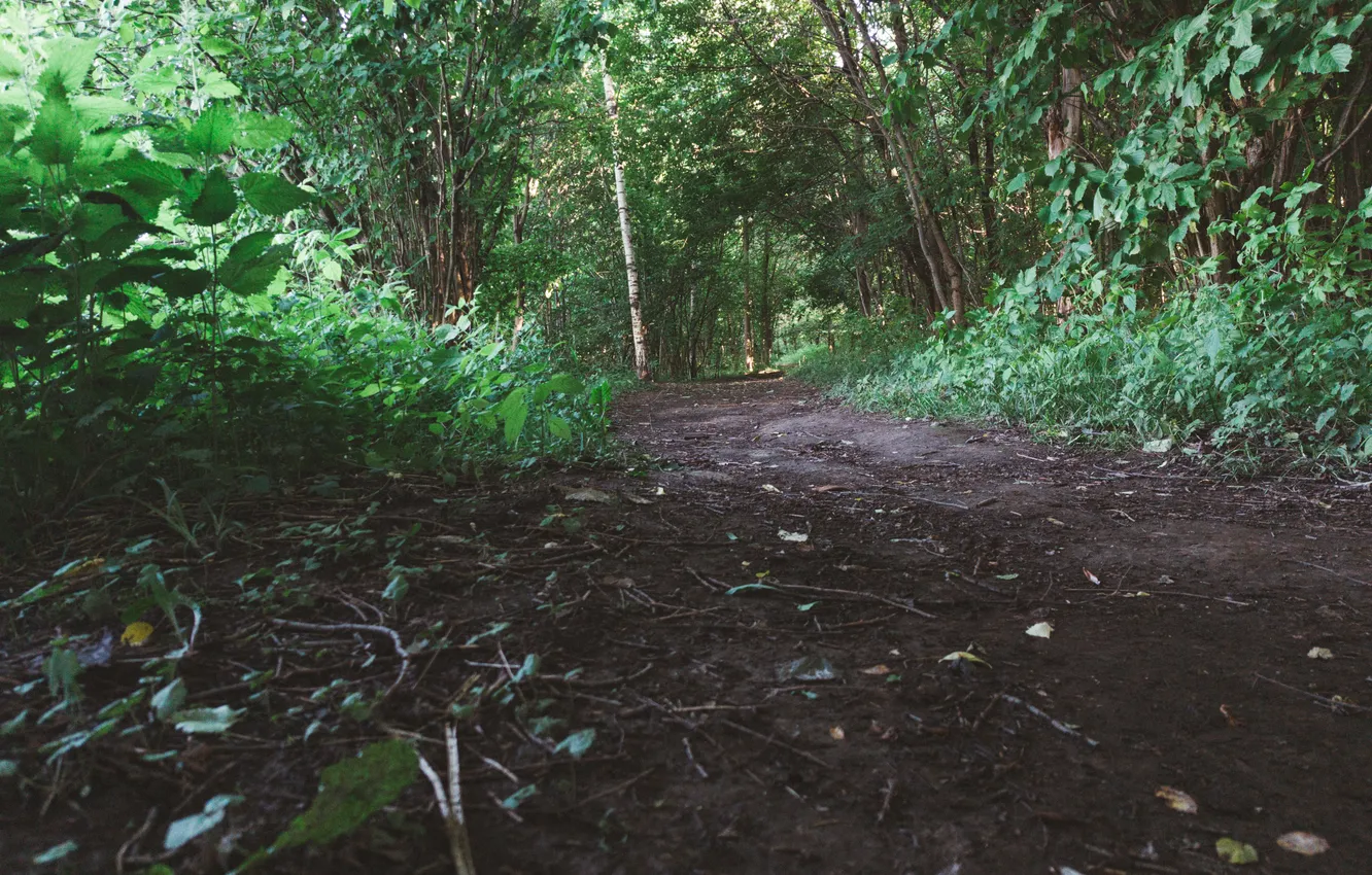 Photo wallpaper forest, trees, nature, Russia, path, Artem