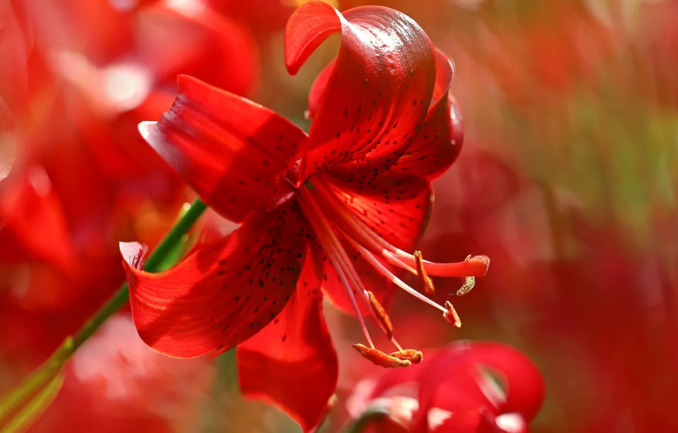 Photo wallpaper macro, Lily, petals