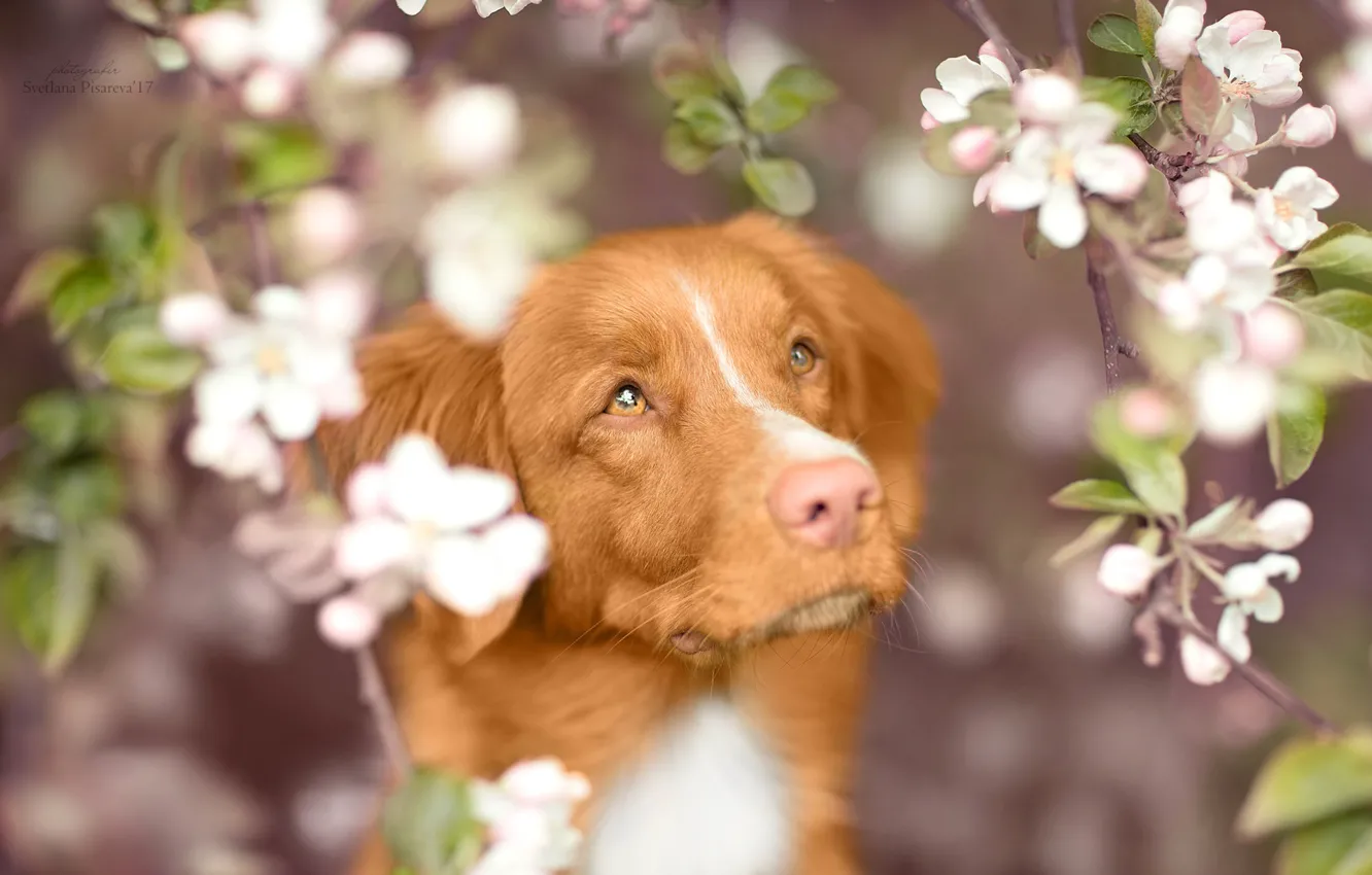 Photo wallpaper look, face, branches, dog, spring, flowering, Nova Scotia duck tolling Retriever