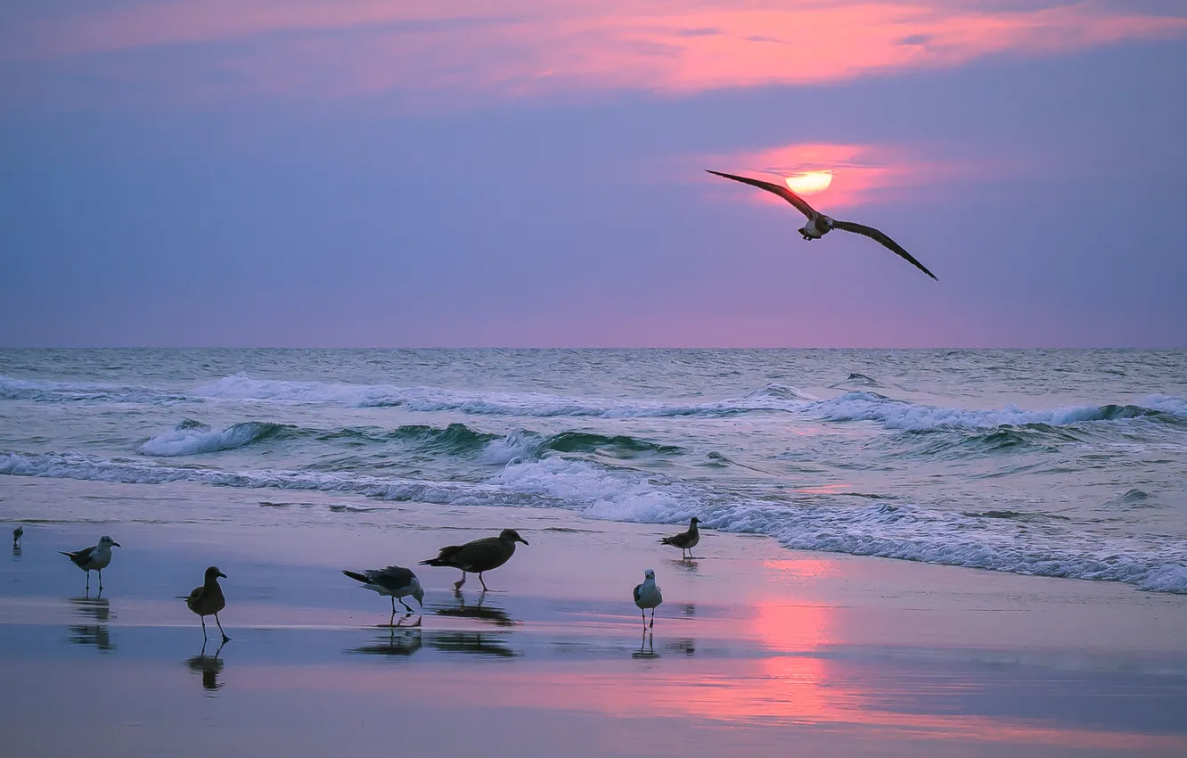 Photo wallpaper sand, wave, beach, the sky, clouds, landscape, sunset, birds