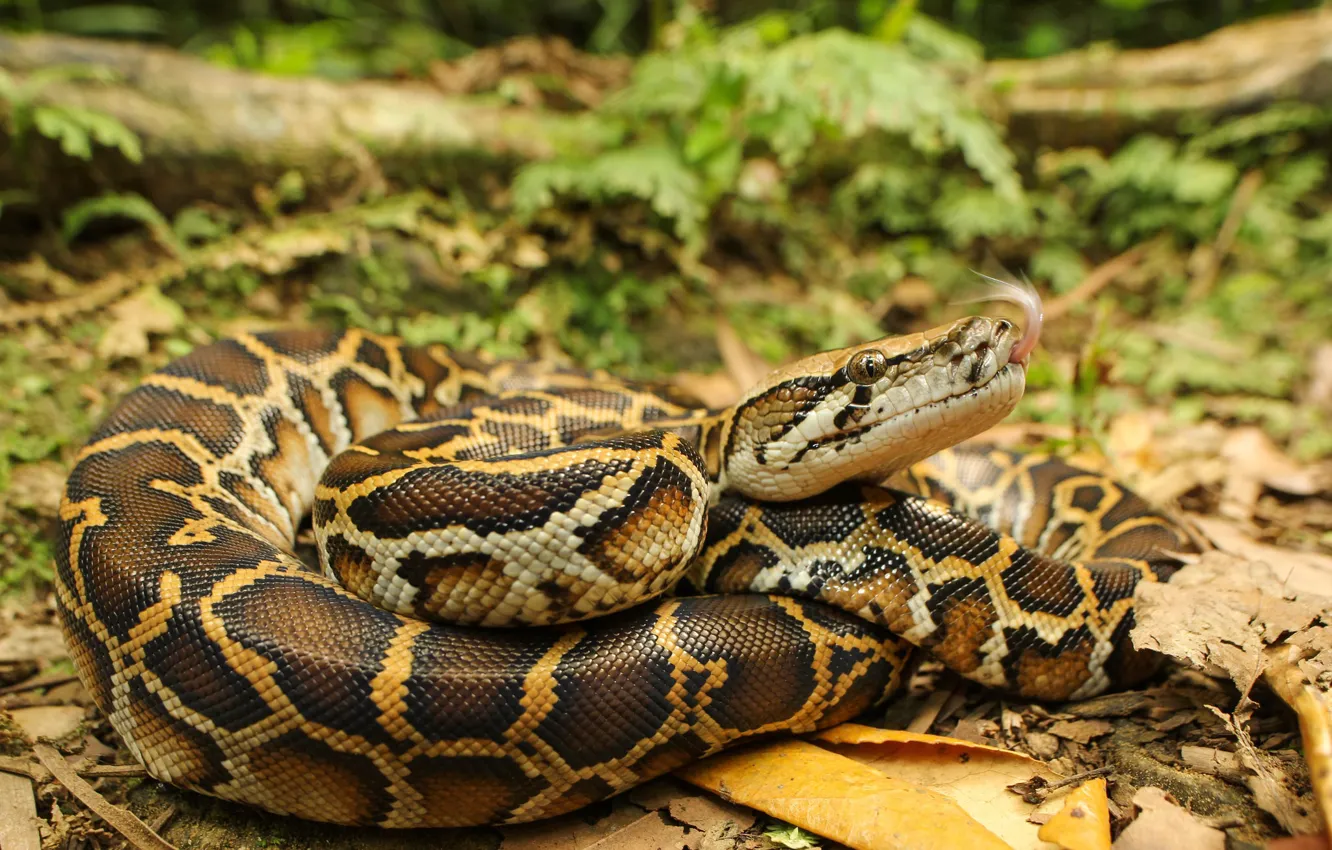 Photo wallpaper nature, snake, Python
