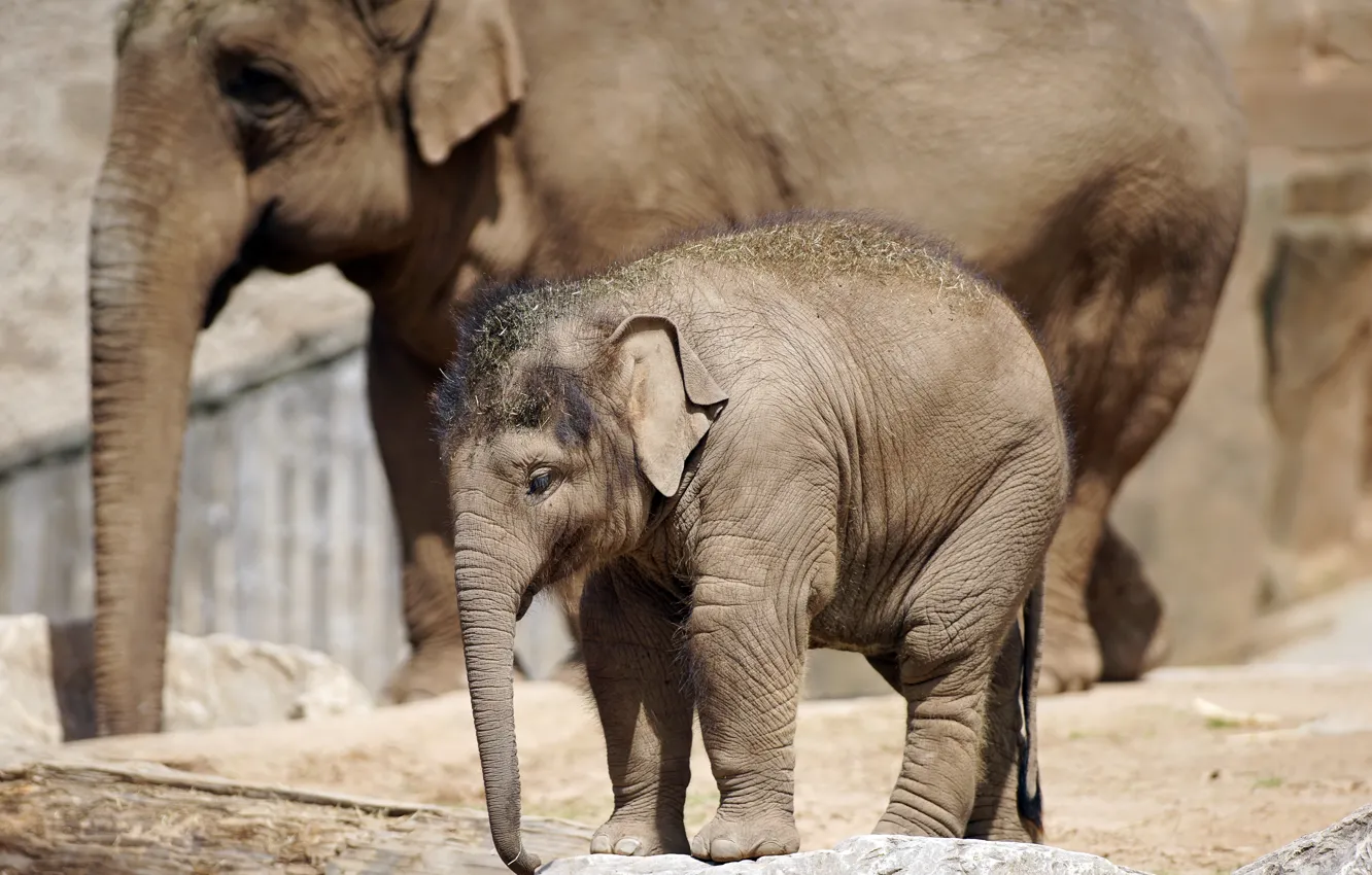 Photo wallpaper nature, elephant, Africa