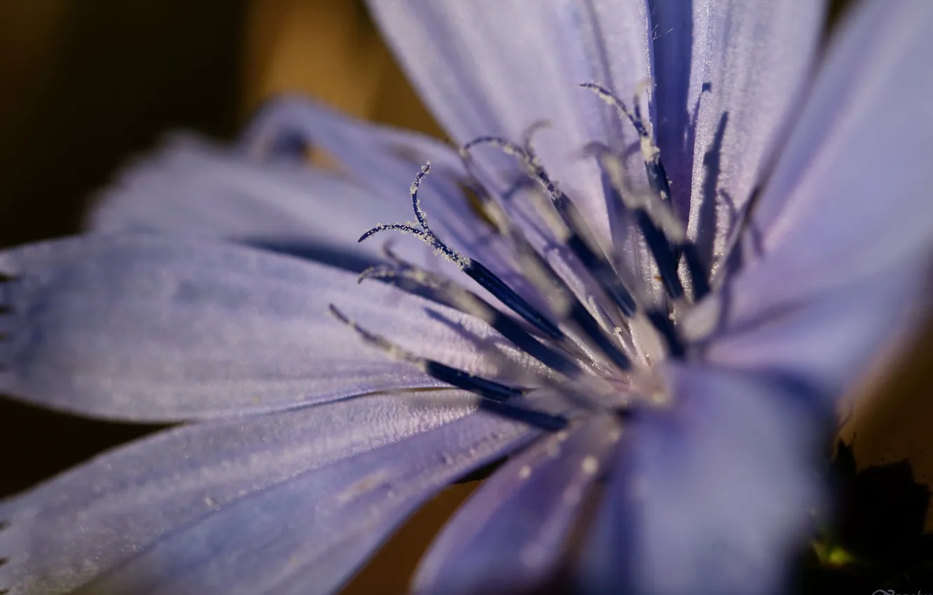 Photo wallpaper macro, flowers, stamens
