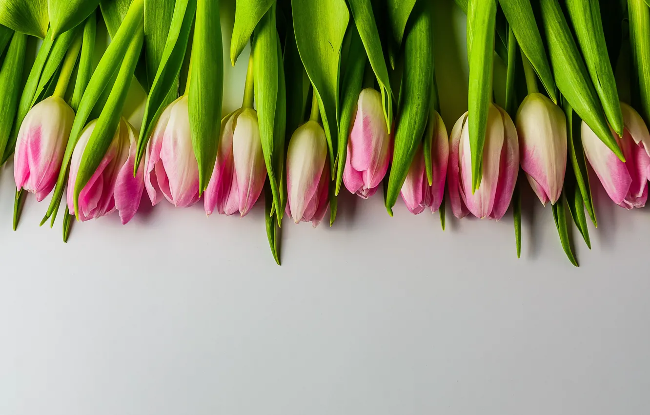 Photo wallpaper flowers, bouquet, tulips, pink, fresh, pink, flowers, beautiful