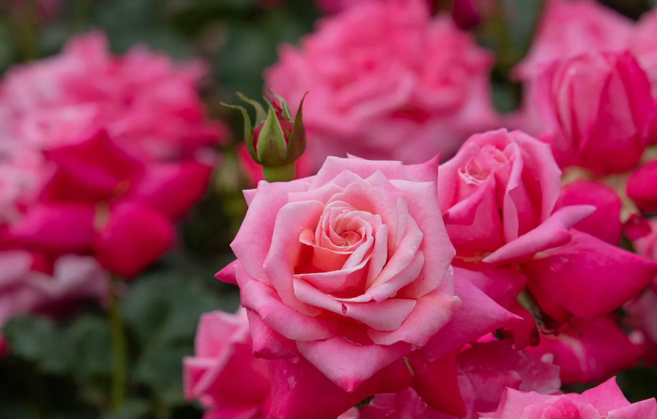 Photo wallpaper flowers, background, roses, pink, buds, rose Bush