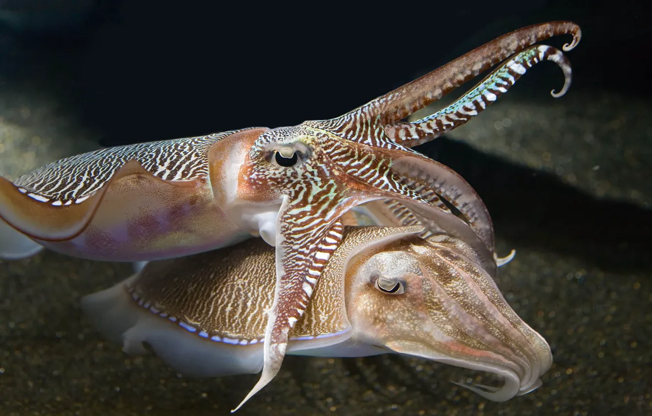 Photo wallpaper underwater, sea, ocean, tenderness, cuttlefish, squid