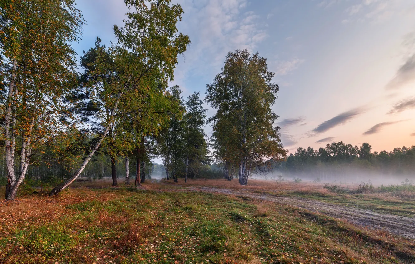 Photo wallpaper autumn, forest, fog, morning