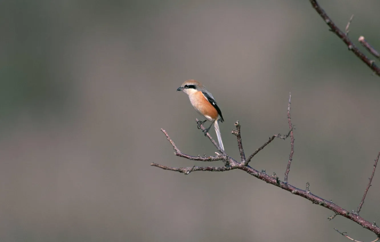 Photo wallpaper branch, bird, macro