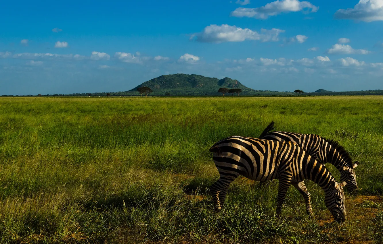 Photo wallpaper greens, field, grass, clouds, light, landscape, mountains, nature