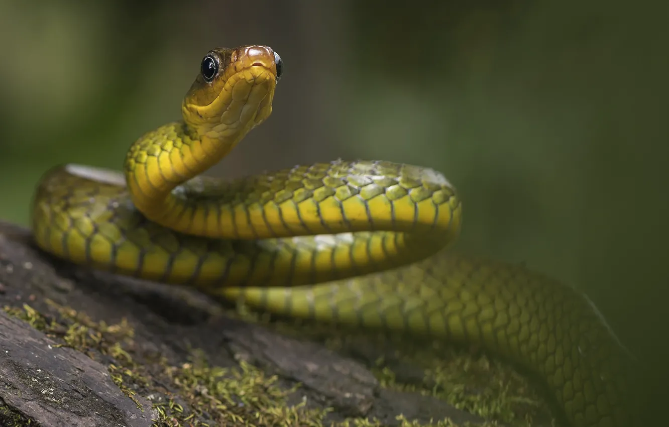 Photo wallpaper background, snake, in ambush