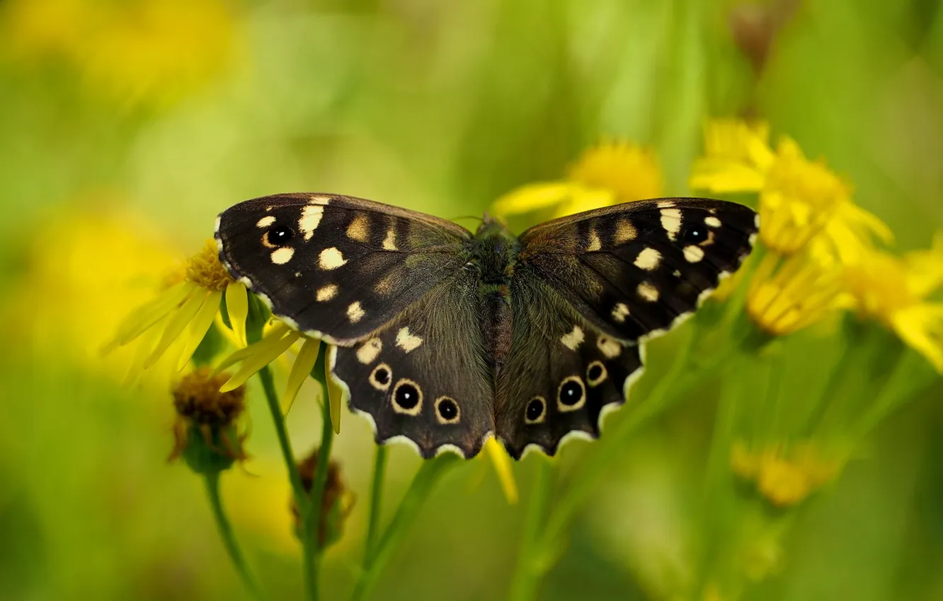 Photo wallpaper summer, nature, butterfly